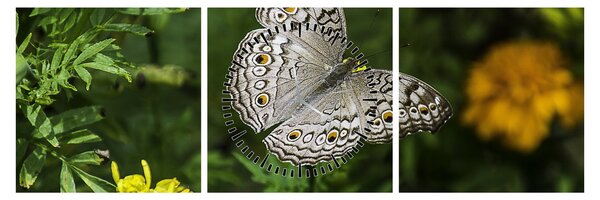 Obraz - biely motýľ (s hodinami) (90x30 cm)