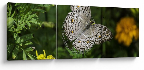 Obraz - biely motýľ (s hodinami) (90x30 cm)