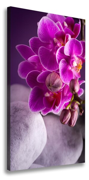 Foto obraz na plátne Ružová orchidea