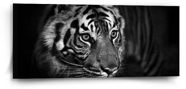 Sablio Obraz Čierno-biely tiger - 110x50 cm