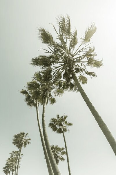Umelecká fotografie Vintage Palm Trees in the sun, Melanie Viola, (26.7 x 40 cm)