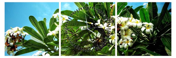 Obraz - Plumeria (s hodinami) (90x30 cm)