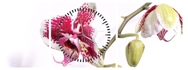 Obraz kvetu orchidey (s hodinami) (90x30 cm)