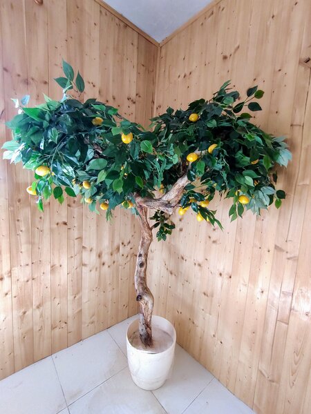Citrónovník exclusive 180cm