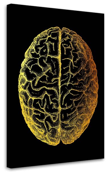 Obraz na plátne Zlatá anatómia, vrchná časť mozgu - Gab Fernando Rozmery: 40 x 60 cm