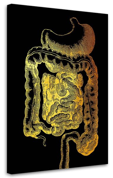 Obraz na plátne Zlatá anatómia, tráviaci trakt - Gab Fernando Rozmery: 40 x 60 cm