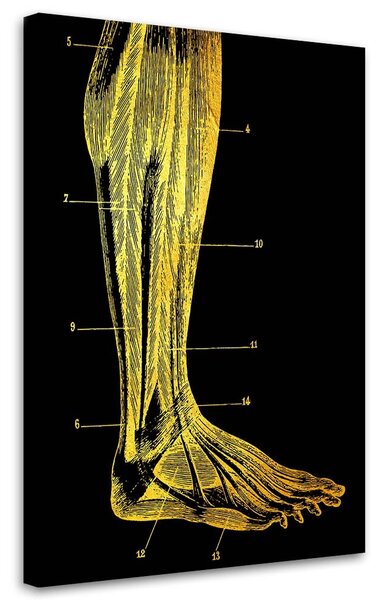 Obraz na plátne Zlatá anatómia, noha - Gab Fernando Rozmery: 40 x 60 cm