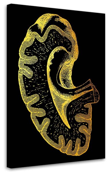 Obraz na plátne Zlatá anatómia, obličky - Gab Fernando Rozmery: 40 x 60 cm
