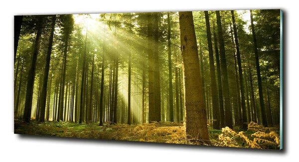 Foto obraz sklo tvrdené Sosnová les