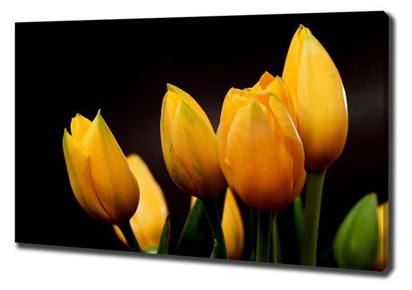Foto obraz na plátne Žlté tulipány