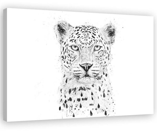 Obraz na plátne Veľká leopardia hlava - Rykker Rozmery: 60 x 40 cm