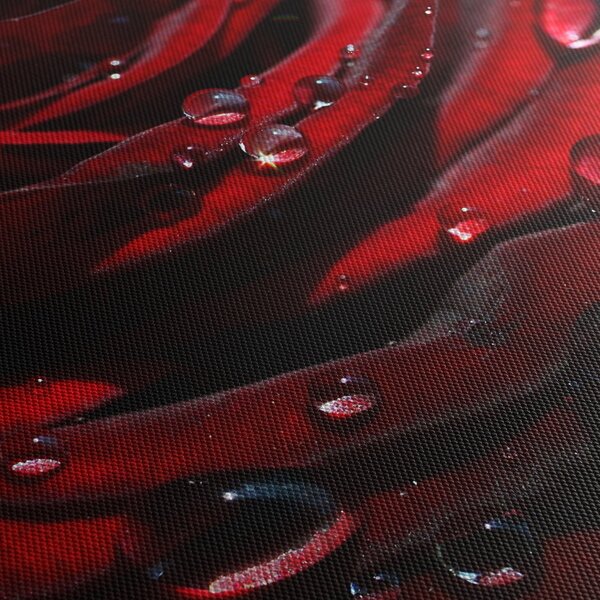 Obraz - Detail ruže (90x60 cm)