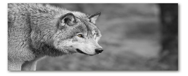 Moderný obraz fotografie na akrylu Sivý vlk