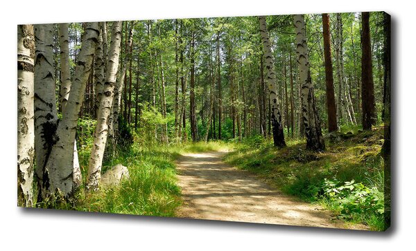 Foto obraz na plátne Chodník v lese pl-oc-100x50-f-4509873