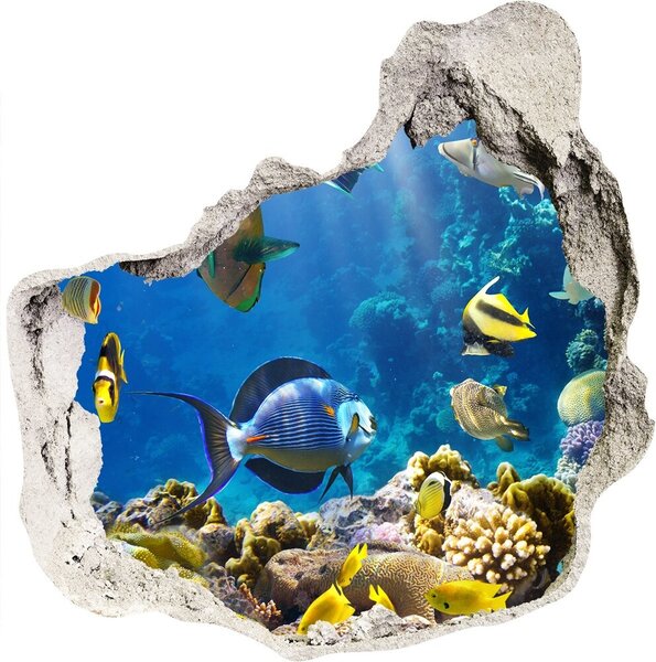 Fototapeta diera na stenu Koralový útes nd-p-36026012
