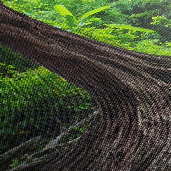 Obraz - Starý strom s koreňmi (90x60 cm)