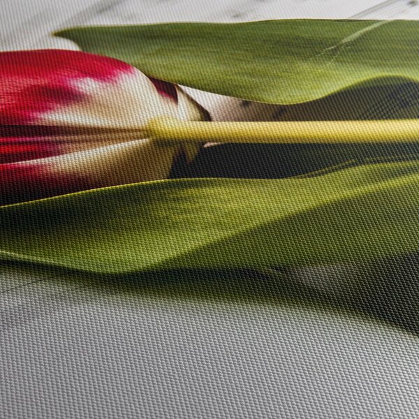 Obraz červeného tulipánu (s hodinami) (90x30 cm)
