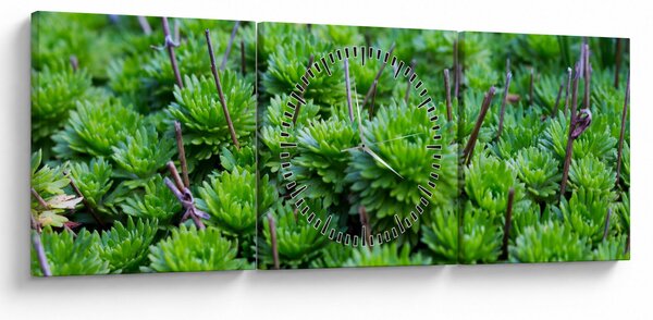 Obraz sukulentov (s hodinami) (90x30 cm)