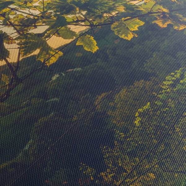Obraz - Vinice (120x50 cm)