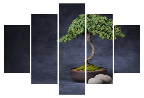 Obraz - Bonsai (150x105 cm)