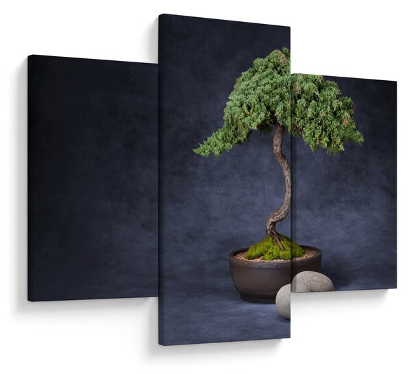Obraz - Bonsai (90x60 cm)