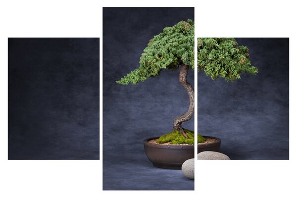 Obraz - Bonsai (90x60 cm)
