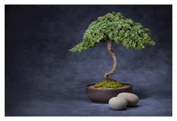 Obraz - Bonsai (90x60 cm)