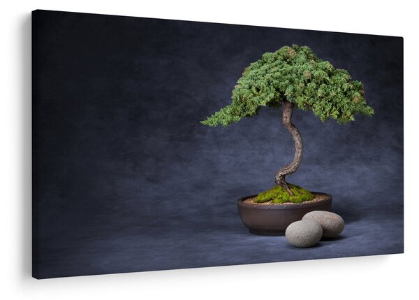 Obraz - Bonsai (90x60 cm)