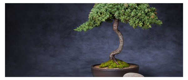 Obraz - Bonsai (120x50 cm)
