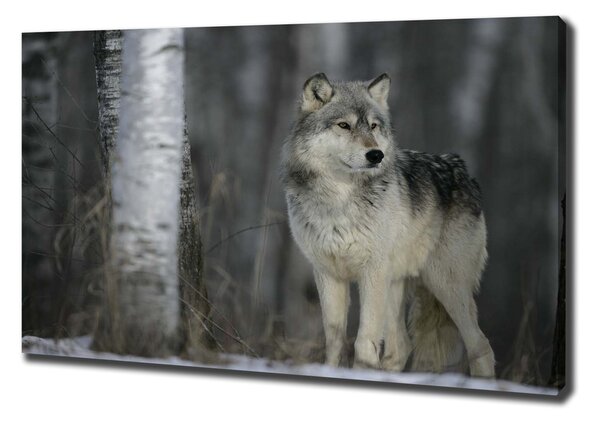 Foto obraz canvas Sivý vlk pl-oc-100x70-f-57875164