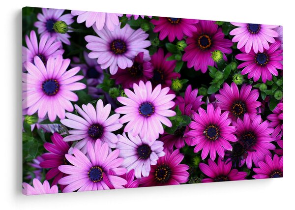 Obraz - Kvety (90x60 cm)