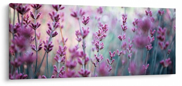 Obraz - Levanduľa (120x50 cm)