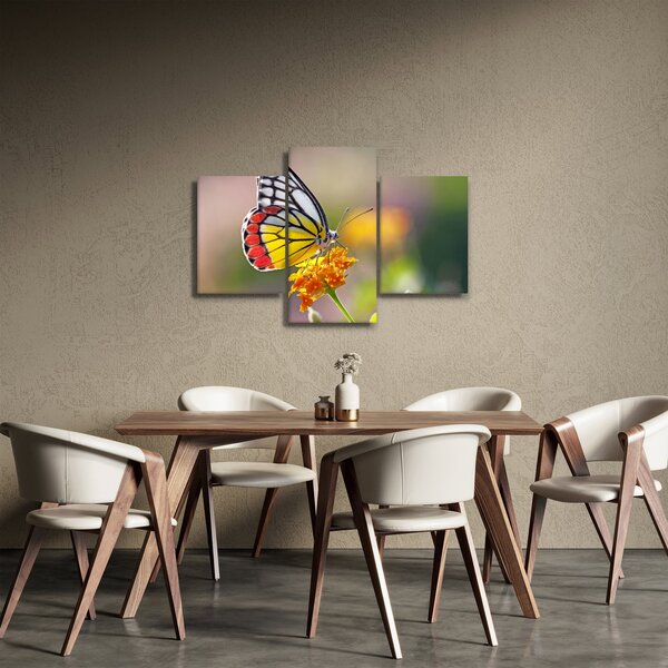 Obraz motýľa na kvete (90x60 cm)