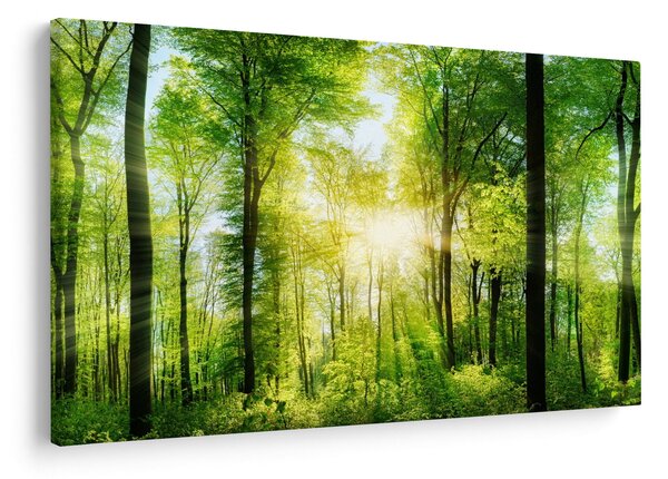 Obraz - Svitanie v lese (90x60 cm)