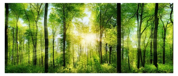 Obraz - Svitanie v lese (120x50 cm)