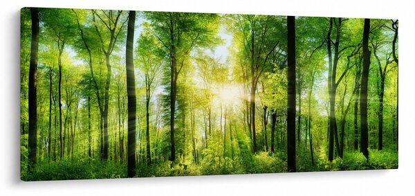Obraz - Svitanie v lese (120x50 cm)