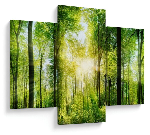 Obraz - Svitanie v lese (90x60 cm)