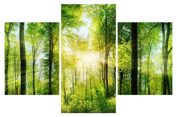 Obraz - Svitanie v lese (90x60 cm)