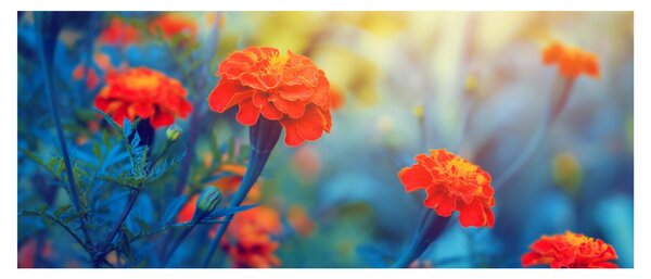 Obraz - Oranžové kvety (120x50 cm)