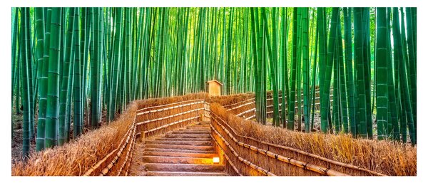 Obraz - Japonský bambusový les (120x50 cm)