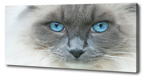 Moderný fotoobraz canvas na ráme Mačka modré oči