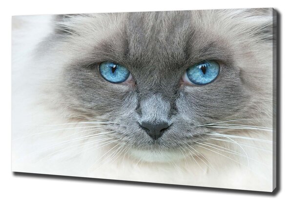 Moderný fotoobraz canvas na ráme Mačka modré oči