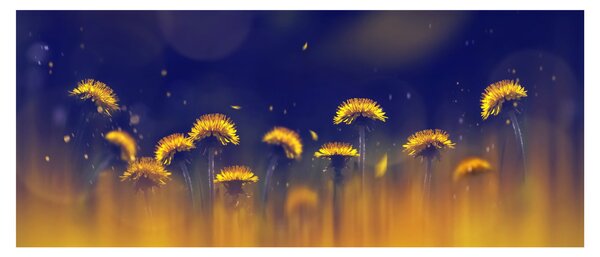 Obraz - Púpavy (120x50 cm)