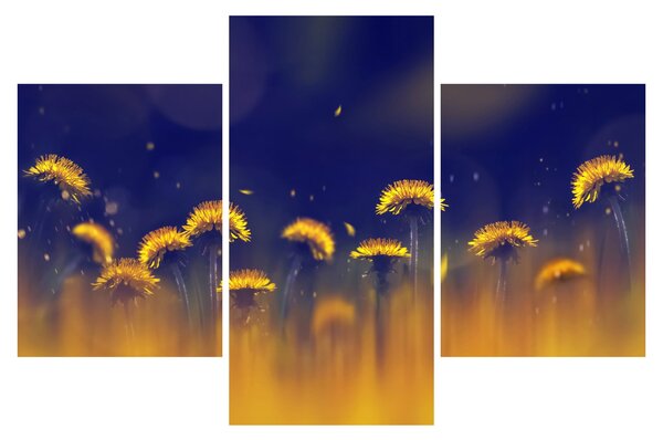 Obraz - Púpavy (90x60 cm)