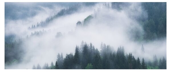 Obraz - Stromy v hmle (120x50 cm)