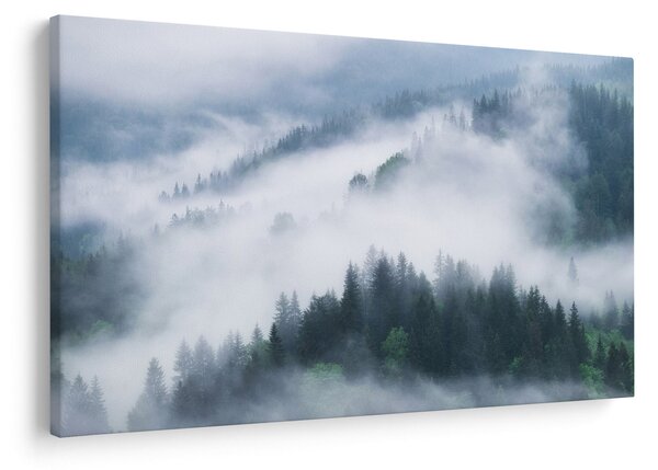 Obraz - Stromy v hmle (90x60 cm)