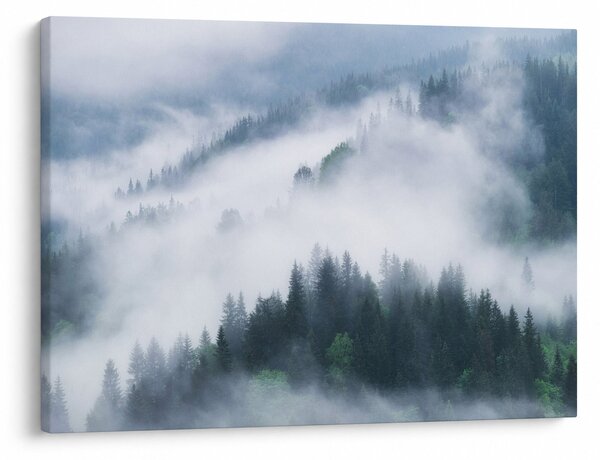Obraz - Stromy v hmle (70x50 cm)