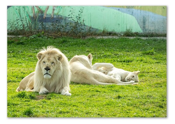 Foto-obraz fotografie na skle Béžové levy