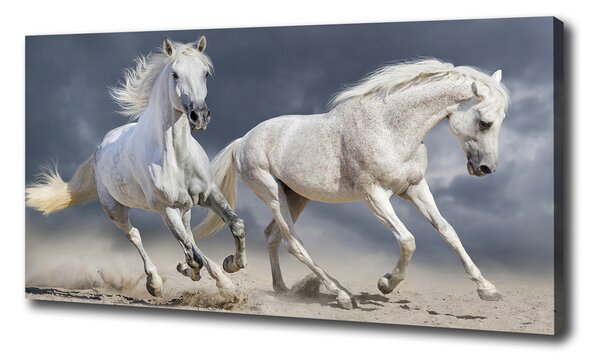Foto obraz tlačený na plátne Biele kone pláž