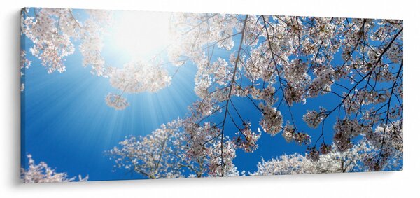 Obraz - Čerešňové kvety (120x50 cm)
